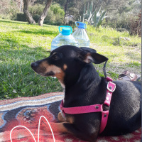 Minyatür Pinscher, Köpek  Şiva fotoğrafı