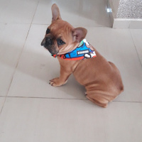 Fransız Bulldog, Köpek  Tarçın fotoğrafı