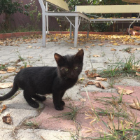 Tekir Kedi, Kedi  Karam fotoğrafı