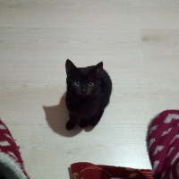 Tekir Kedi, Kedi  Karam fotoğrafı