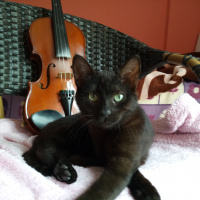 Tekir Kedi, Kedi  Karam fotoğrafı