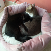 Tekir Kedi, Kedi  Karam fotoğrafı