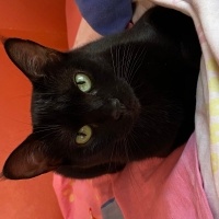 Tekir Kedi, Kedi  Karam fotoğrafı