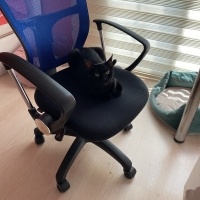 Tekir Kedi, Kedi  Karam fotoğrafı