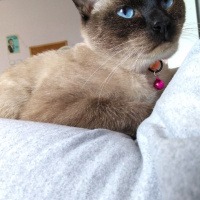 Siyam Kedisi, Kedi  Sufle fotoğrafı