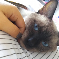 Siyam Kedisi, Kedi  Sufle fotoğrafı