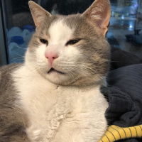 Tekir Kedi, Kedi  Rozy fotoğrafı
