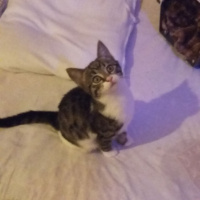 Tekir Kedi, Kedi  Poncik fotoğrafı