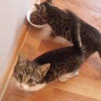 Tekir Kedi, Kedi  Poncik fotoğrafı