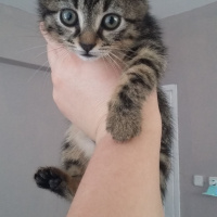 Tekir Kedi, Kedi  Cilveli fotoğrafı