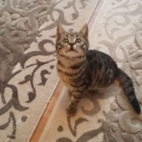 Tekir Kedi, Kedi  Cilveli fotoğrafı
