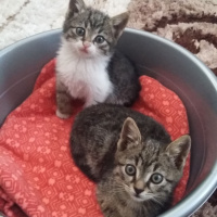 Tekir Kedi, Kedi  Cilveli fotoğrafı