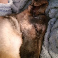 Alman Çoban Köpeği, Köpek  LOLA fotoğrafı