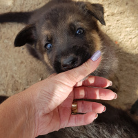 Alman Çoban Köpeği, Köpek  LOLA fotoğrafı