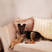 Alman Çoban Köpeği, Köpek  LOLA fotoğrafı