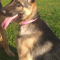 Alman Çoban Köpeği, Köpek  LOLA fotoğrafı