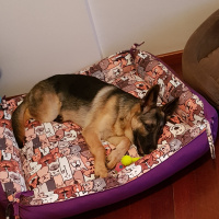 Alman Çoban Köpeği, Köpek  LOLA fotoğrafı