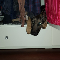 Alman Çoban Köpeği, Köpek  LOLA fotoğrafı