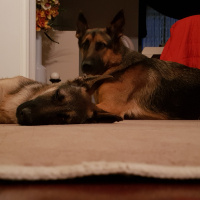 Alman Çoban Köpeği, Köpek  LOLA fotoğrafı