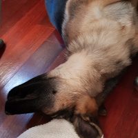 Alman Çoban Köpeği, Köpek  LOLA fotoğrafı