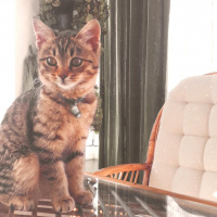 Tekir Kedi, Kedi  Gofret fotoğrafı