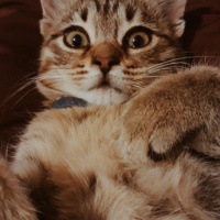 Tekir Kedi, Kedi  Gofret fotoğrafı