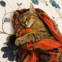 Tekir Kedi, Kedi  Gofret fotoğrafı