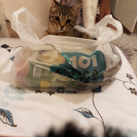 Tekir Kedi, Kedi  Gofret fotoğrafı