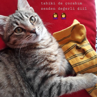 Tekir Kedi, Kedi  Gofret fotoğrafı