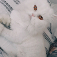 İran Kedisi (Persian), Kedi  Vesta fotoğrafı