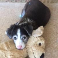 Russian Spaniel, Köpek  Maya fotoğrafı