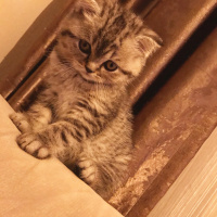 Scottish Fold, Kedi  Gölge fotoğrafı