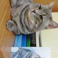 British Shorthair, Kedi  Jesse fotoğrafı