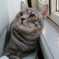 British Shorthair, Kedi  Jesse fotoğrafı