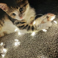 Tekir Kedi, Kedi  Mia fotoğrafı