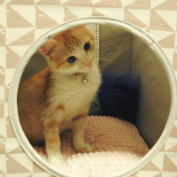 Sarman, Kedi  Pisilo fotoğrafı