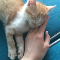 Sarman, Kedi  Pisilo fotoğrafı
