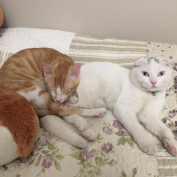 Sarman, Kedi  Pisilo fotoğrafı