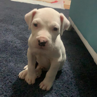 Dogo Arjantin, Köpek  Dogo fotoğrafı
