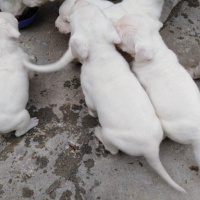 Dogo Arjantin, Köpek  Dogo fotoğrafı