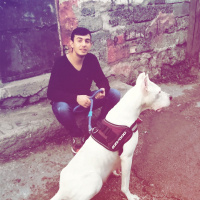 Dogo Arjantin, Köpek  Dogo fotoğrafı