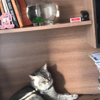 British Shorthair, Kedi  Baron fotoğrafı