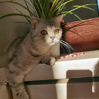 Scottish Fold, Kedi  Miel fotoğrafı