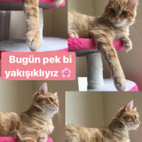 Sarman, Kedi  Limon fotoğrafı