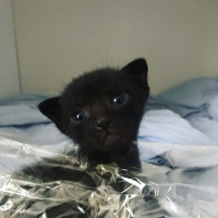 Bombay, Kedi  Pırıl fotoğrafı