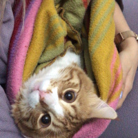 Sarman, Kedi  Bal fotoğrafı