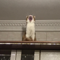 Sarman, Kedi  Bal fotoğrafı