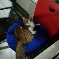 Sarman, Kedi  Bal fotoğrafı