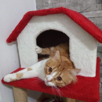 Sarman, Kedi  Bal fotoğrafı