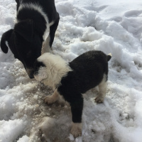 Border Collie, Köpek  Beşiktaş fotoğrafı